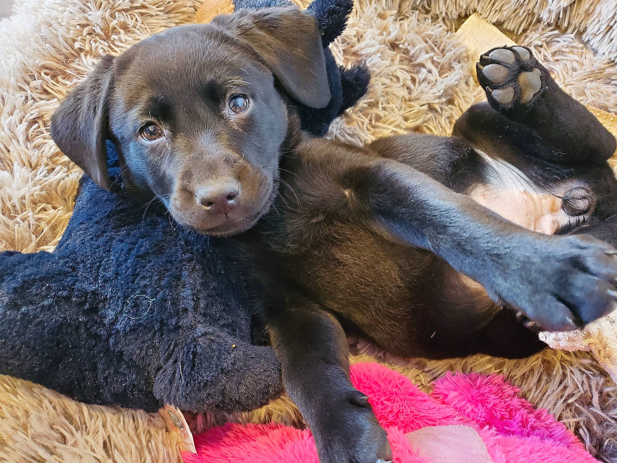 Lily is registered to the contest to win money with this photo: canidae, carnivore, comfort, companion_dog, dog, dog_breed, fur, liver, natural_material, organism, paw, puppy, skin, snout, sporting_group, terrestrial_animal, vertebrate, working_animal, working_dog