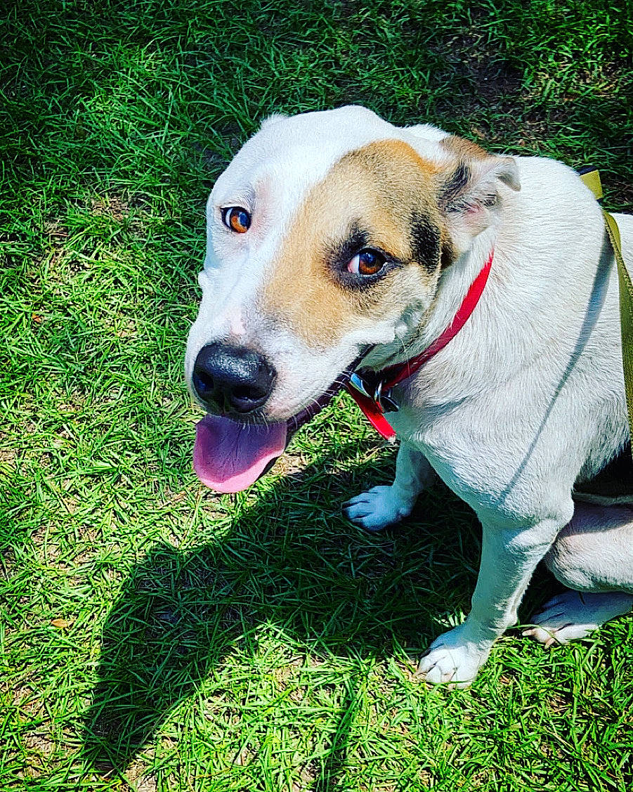 Petey joined the competition — help win amazing prizes! canidae, carnivore, collar, companion_dog, dog, dog_breed, dog_collar, dog_supply, grass, hunting_dog, non_sporting_group, pet_supply, plant, sporting_group, whiskers, working_animal, working_dog