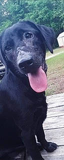 Ammo is registered to the contest to win money with this photo: art, borador, canidae, carnivore, companion_dog, dog, dog_breed, fang, fur, grass, guard_dog, gun_dog, non_sporting_group, sporting_group, terrestrial_animal, whiskers, working_animal, working_dog