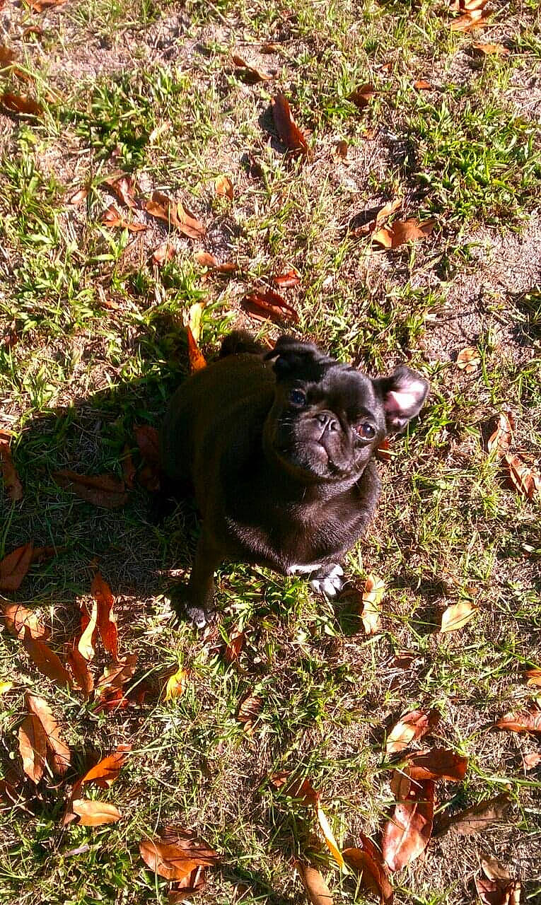 Opie is registered to the contest to win money with this photo: adaptation, carnivore, dog_breed, fawn, felidae, grass, groundcover, mammal, organism, plant, small_to_medium_sized_cats, snout, soil, sunlight, terrestrial_animal, tints_and_shades, vegetation, vertebrate, whiskers, wood