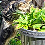 Minx joined the competition — help win amazing prizes! cat, tabby, plant, flower, pot, garden, outdoor, fence, sunlight, greenery, curious, nature, pet, animal, leaves, flora, daylight, soil, standing, sniffing
