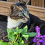 cat, tabby_cat, green_eyes, plant, leaf, flower, purple_flower, garden, outdoor, nature, animal, feline, whiskers, closeup, pet, mammal, fur, sitting, wood, background