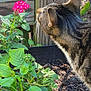 Minx is registered to the contest to win money with this photo: cat, tabby, flower, yellow_flower, garden, plants, greenery, wooden_fence, outdoor, nature, curious, pet, whiskers, sunlight, soil, bloom, leaf, stem, close_up, animal