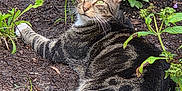 Minx is registered to the contest to win money with this photo: cat, tabby_cat, garden, plants, soil, greenery, grass, relaxed, laying_down, outdoor, nature, pet, whiskers, ears, paws, animal, feline, daylight, flora, bush