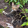 cat, tabby_cat, garden, plants, soil, greenery, grass, relaxed, laying_down, outdoor, nature, pet, whiskers, ears, paws, animal, feline, daylight, flora, bush