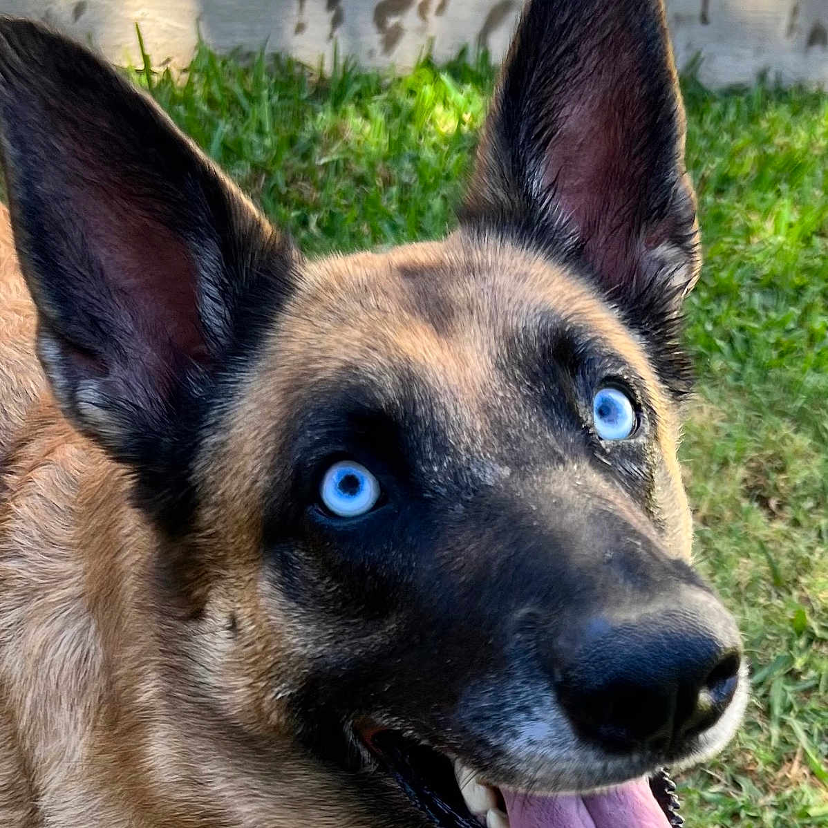 Elle is registered to the contest to win money with this photo: animal, backyard, bodypart, canine, dog, germanshepherd, grass, hound, husky, mouth, nature, outdoors, person, pet, plant, policedog, puppy, snout, tongue, yard