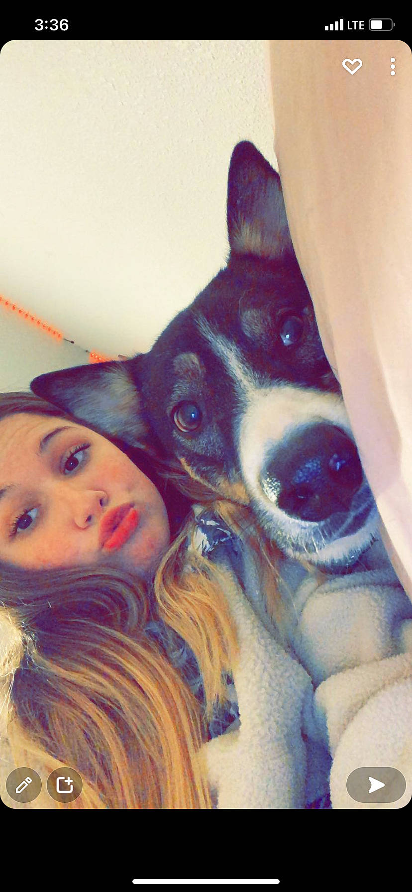 Nala is registered to the contest to win money with this photo: black_hair, canidae, carnivore, companion_dog, dog, dog_breed, ear, eye, fawn, gesture, happy, head, jaw, neck, nose, selfie, snout, sporting_group, whiskers, working_animal