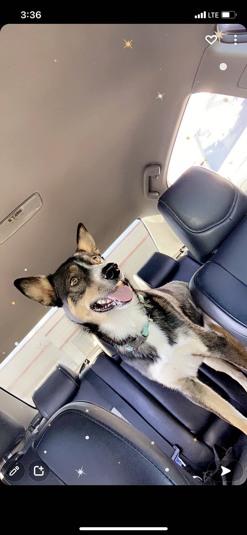 Nala is registered to the contest to win money with this photo: auto_part, automotive_design, canidae, carnivore, comfort, companion_dog, dog, dog_breed, eyewear, felidae, head_restraint, motor_vehicle, personal_luxury_car, small_to_medium_sized_cats, snout, sporting_group, vehicle, vehicle_door, whiskers, window