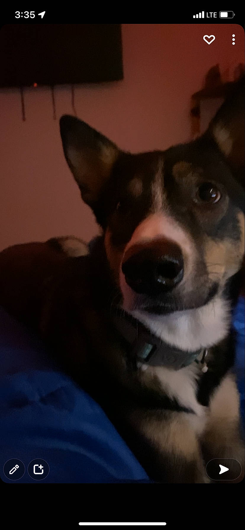 Nala is registered to the contest to win money with this photo: canidae, carnivore, collar, companion_dog, dog, dog_breed, dog_collar, ear, fawn, fur, non_sporting_group, snout, sporting_group, terrier, toy_dog, whiskers, working_animal