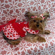 Lola joined the competition — help win amazing prizes! accessory, adorable, bow, closeup, cute, dog, dress, ears, fur, hearts, indoor, lying_down, mammal, patterned_blanket, pet, pet_clothing, pink_blanket, portrait, small_dog, yorkshire_terrier