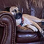 dog, sleeping, couch, leather, brown, collar, pet, indoors, relaxed, napping, furniture, comfort, animal, resting, closeup, home, living_room, canine, cute, domestic