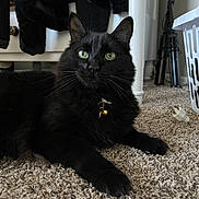 Mougli is registered to the contest to win money with this photo: black_cat, cat, pet, indoor, carpet, collar, bell, green_eyes, feline, animal, relaxed, lying_down, household, furniture, laundry_basket, table_leg, plug, tripod, floor, cozy