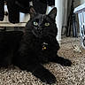 black_cat, cat, pet, indoor, carpet, collar, bell, green_eyes, feline, animal, relaxed, lying_down, household, furniture, laundry_basket, table_leg, plug, tripod, floor, cozy