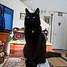 black_cat, cat, pet, indoor, living_room, wooden_table, carpet, lamp, furniture, decorative_pillow, bench, door, picture_frame, curious, sitting, green_eyes, collar, charm, cozy, home