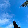 cat, black_cat, sky, clouds, roof, outdoor, animal, pet, silhouette, feline, nature, daylight, blue_sky, palm_tree, leaf, whiskers, ears, tail, majestic, quiet