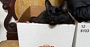 Mougli joined the competition — help win amazing prizes! cat, black_cat, cardboard_box, chair, vintage_chair, ornate_wood, floral_pattern, folded_jacket, indoor, pet, resting, cozy, feline, whiskers, relaxed, domestic_animal, household, furniture, close_up, sleeping