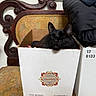 cat, black_cat, cardboard_box, chair, vintage_chair, ornate_wood, floral_pattern, folded_jacket, indoor, pet, resting, cozy, feline, whiskers, relaxed, domestic_animal, household, furniture, close_up, sleeping