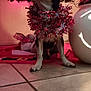 dog, christmas_tree, tinsel, holiday, festive, decoration, lights, indoor, tile_floor, pet, small_dog, collar, glowing, smiling_face, ornament, red_lights, celebration, cute, animal, christmas
