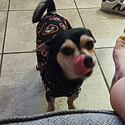 Lee joined the competition — help win amazing prizes! animal, black_and_tan, blurred, clothing, companion, costume, cute, dog, foot, halloween, household_items, indoor, licking, pet, playful, shoe, small_dog, tail, tiled_floor, tongue_out