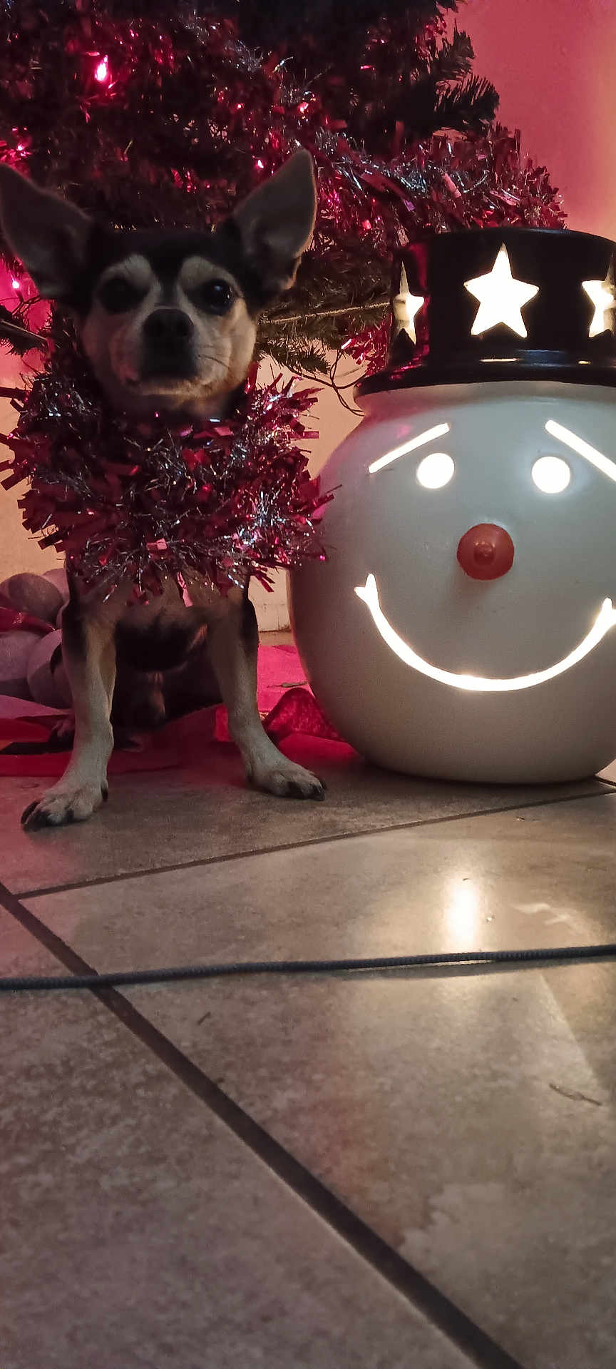 Lee is registered to the contest to win money with this photo: dog, christmas_tree, tinsel, decoration, holiday, festive, smiling_snowman, floor, tile, indoor, lighting, pet, small_dog, christmas_decor, cute, animal, holiday_lights, celebration, winter, ornament