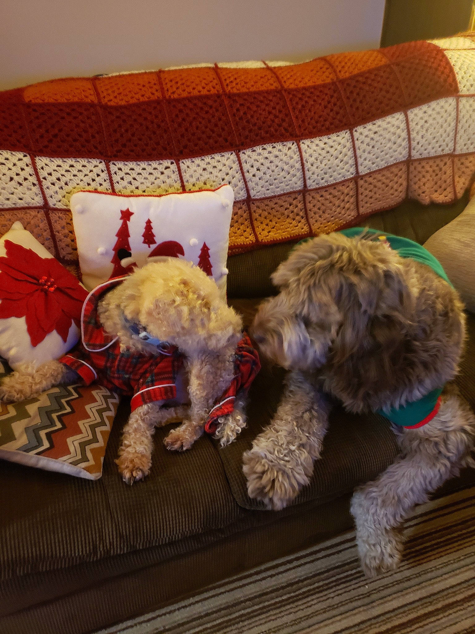 Hanna is registered to the contest to win money with this photo: bolonka, canidae, carnivore, cavapoo, cockapoo, dog, dog_breed, goldendoodle, irish_soft_coated_wheaten_terrier, labradoodle, lagotto_romagnolo, miniature_poodle, poodle_crossbreed, portuguese_water_dog, puppy, schnoodle, spanish_water_dog, sporting_group, sporting_lucas_terrier, toy_poodle