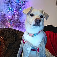 Charlee joined the competition — help win amazing prizes! dog, blanket, chair, indoor, christmas_tree, lights, decorations, pet, collar, furniture, cozy, wrapped, animal, canine, holiday, festive, portrait, sitting, warm, cute