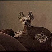 Timmy joined the competition — help win amazing prizes! dog, small_dog, pet, indoor, cushion, brown, fur, ears, looking, animal, domestic_animal, resting, quiet, calm, room, furniture, cozy, companion, cute, relaxed