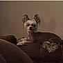 dog, small_dog, pet, indoor, cushion, brown, fur, ears, looking, animal, domestic_animal, resting, quiet, calm, room, furniture, cozy, companion, cute, relaxed