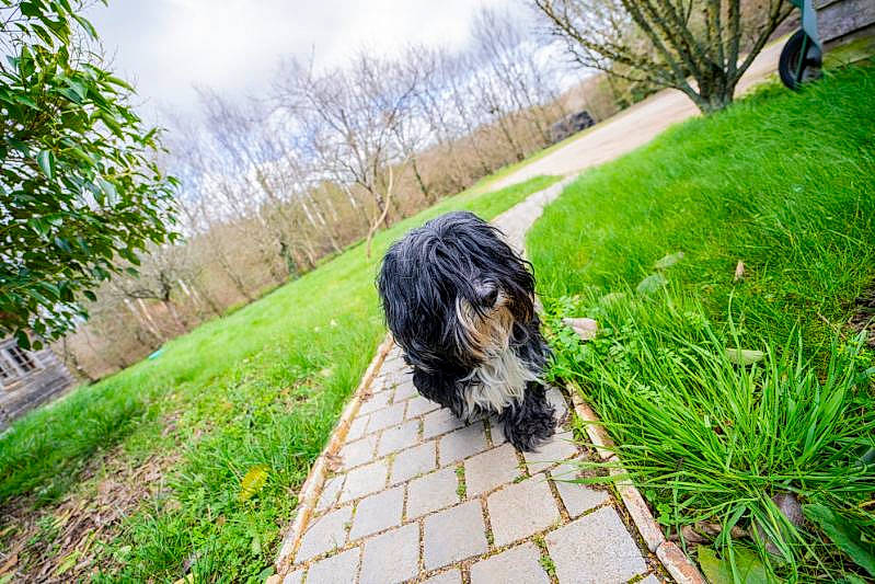 Caribou participe au concours pour gagner de l'argent avec cette photo : carnivore, cloud, companion_dog, dog, dog_breed, garden, grass, groundcover, lawn, plant, road_surface, shrub, sidewalk, sky, sporting_group, tail, terrier, toy_dog, tree, walkway