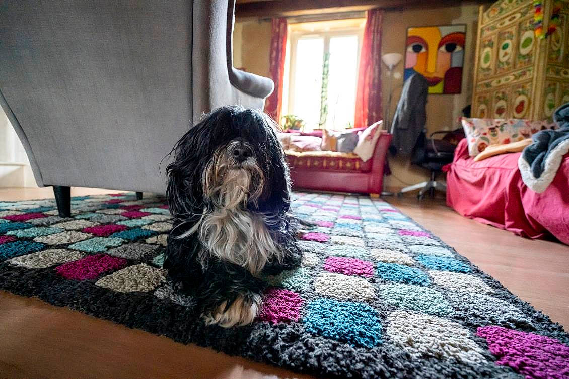Caribou participe au concours pour gagner de l'argent avec cette photo : carnivore, carpet, comfort, companion_dog, curtain, dog, dog_breed, floor, flooring, fur, hardwood, home, magenta, purple, terrier, textile, toy_dog, water_dog, window, wood