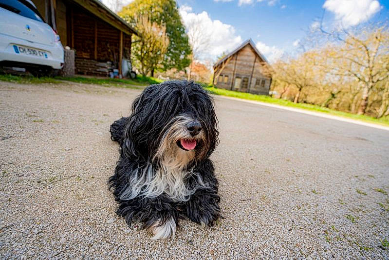 Caribou participe au concours pour gagner de l'argent avec cette photo : asphalt, automotive_tire, carnivore, cloud, companion_dog, dog, dog_breed, grass, house, plant, road_surface, sky, snout, terrier, tire, toy_dog, tree, vehicle, water_dog, working_animal