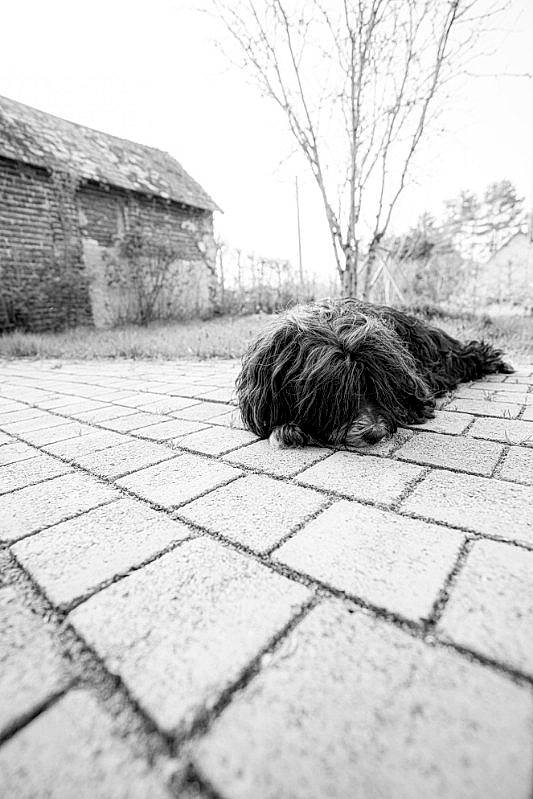 Caribou a rejoint le concours — aidez-le/la à gagner de superbes lots ! asphalt, black, black_and_white, dog, dog_breed, flooring, grass, grey, line, monochrome, monochrome_photography, plant, public_space, road, road_surface, sidewalk, style, tints_and_shades, tree, wood