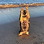 Virus a rejoint le concours — aidez-le/la à gagner de superbes lots ! dog, beach, sand, water, waves, wet_fur, animal, standing, paws_up, sunlight, outdoor, sea, shore, pet, canine, playful, nature, coast, summer, fun