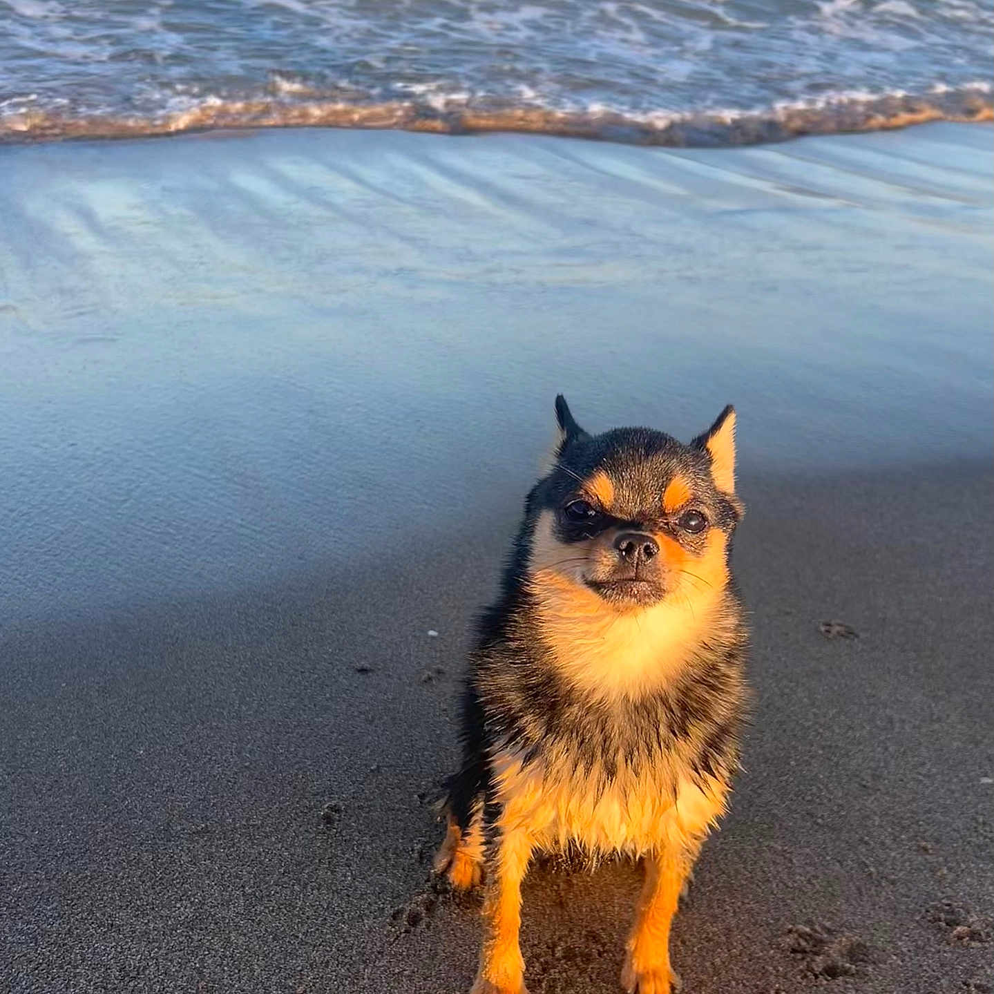 Virus a rejoint le concours — aidez-le/la à gagner de superbes lots ! animal, beach, canine, coast, cute, dog, nature, ocean, outdoor, paw_prints, pet, portrait, sand, sitting, small_dog, sunlight, sunset_lighting, water, waves, wet_fur