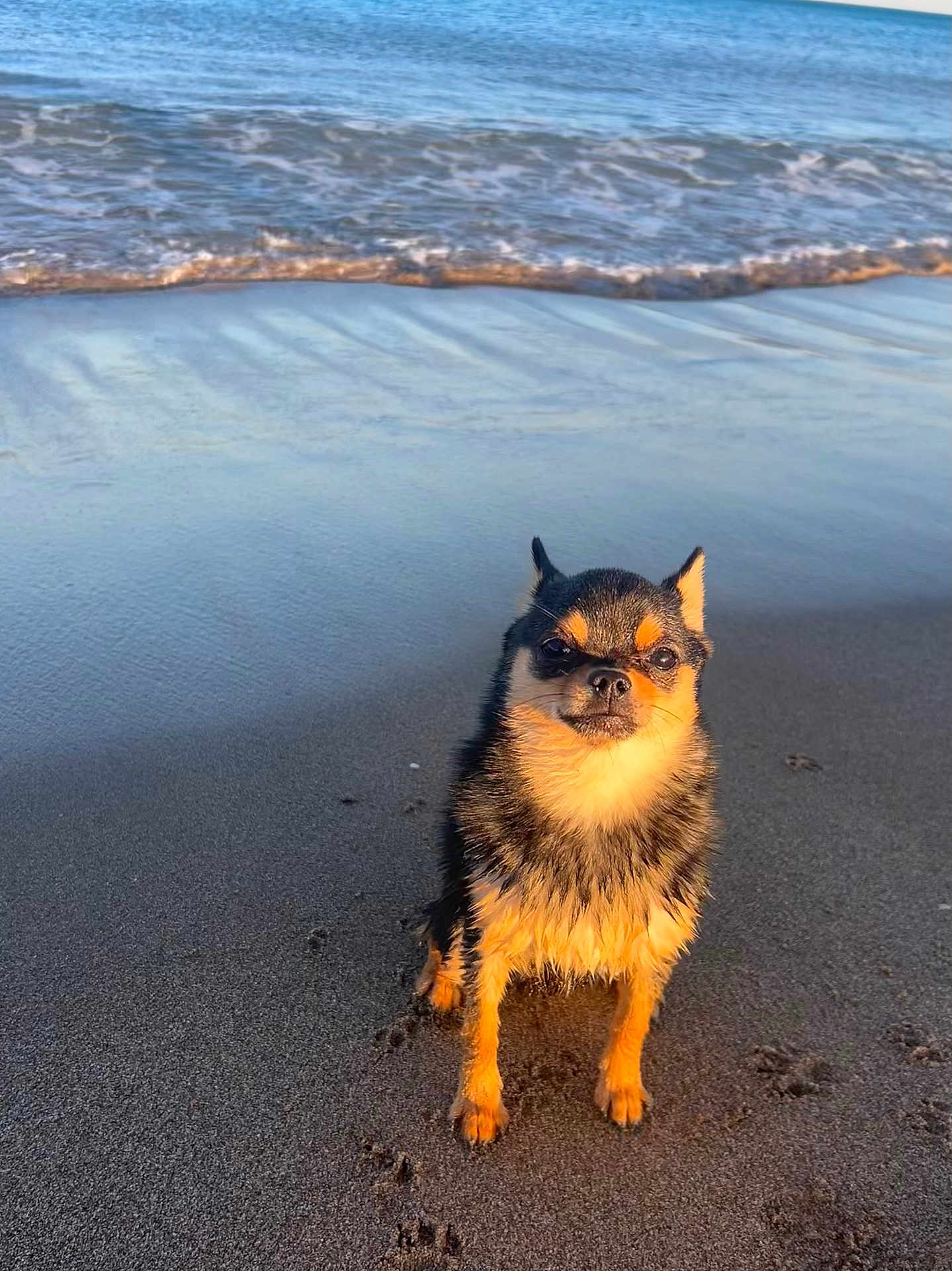 Virus a rejoint le concours — aidez-le/la à gagner de superbes lots ! dog, beach, sand, water, ocean, waves, sunlight, wet_fur, paw_prints, small_dog, outdoor, animal, nature, pet, sunset_lighting, coast, cute, sitting, portrait, canine
