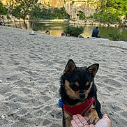 Virus participe au concours pour gagner de l'argent avec cette photo : dog, small_dog, chihuahua, red_harness, hand, sand, beach, river, cliffs, rocks, nature, outdoor, pet, paw, human, friendship, scenic, trees, water, sunlight