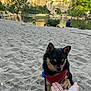 dog, small_dog, chihuahua, red_harness, hand, sand, beach, river, cliffs, rocks, nature, outdoor, pet, paw, human, friendship, scenic, trees, water, sunlight
