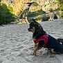 dog, sand, river, rocky_cliff, trees, outdoor, nature, harness, animal, pet, small_dog, canine, water, landscape, sunlight, scenic, park, relaxing, summer, wildlife