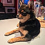 Virus a rejoint le concours — aidez-le/la à gagner de superbes lots ! chihuahua, puppy, dog, small_dog, indoor, table, black_and_tan, pet, cute, furniture, kitchen, water_bottle, microwave, animal, young, domestic, fur, alert, side_view, resting