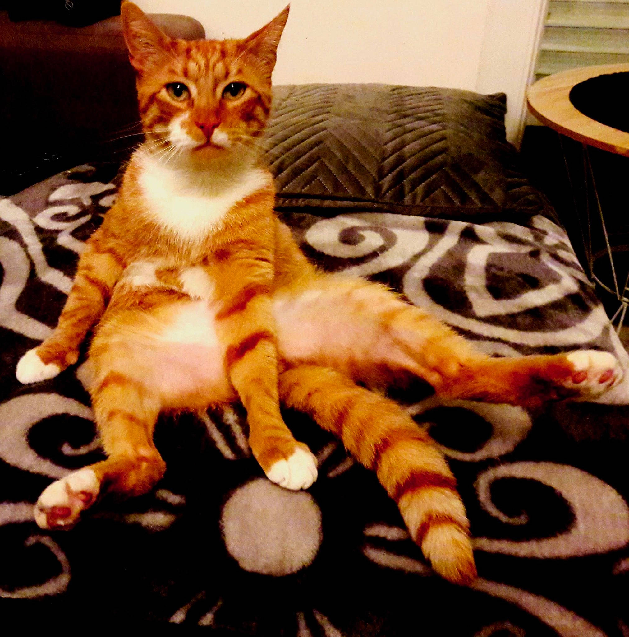 Paco participe au concours pour gagner de l'argent avec cette photo : carnivore, cat, claw, comfort, couch, domestic_short_haired_cat, fawn, felidae, flooring, foot, fur, human_leg, paw, sitting, small_to_medium_sized_cats, snout, tail, toy, whiskers, wood