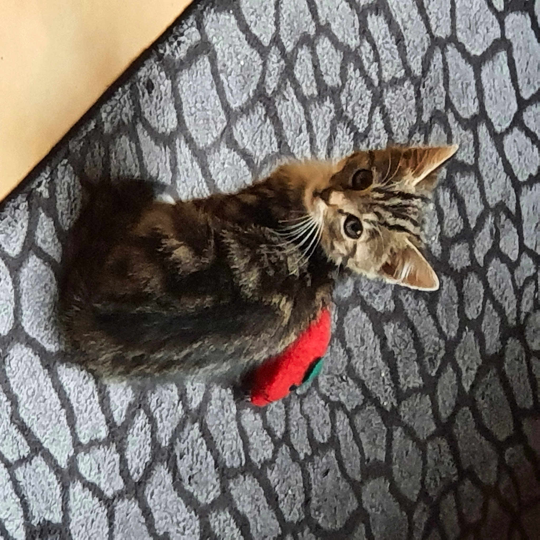 Axel