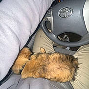 Canelo is registered to the contest to win money with this photo: dog, small_dog, fluffy_dog, lap, person, gray_sweatshirt, khaki_pants, car_interior, steering_wheel, dashboard, toyota_logo, night, seatbelt, casual_clothing, resting, pet, furry, indoor, closeup, human