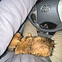 dog, small_dog, fluffy_dog, lap, person, gray_sweatshirt, khaki_pants, car_interior, steering_wheel, dashboard, toyota_logo, night, seatbelt, casual_clothing, resting, pet, furry, indoor, closeup, human