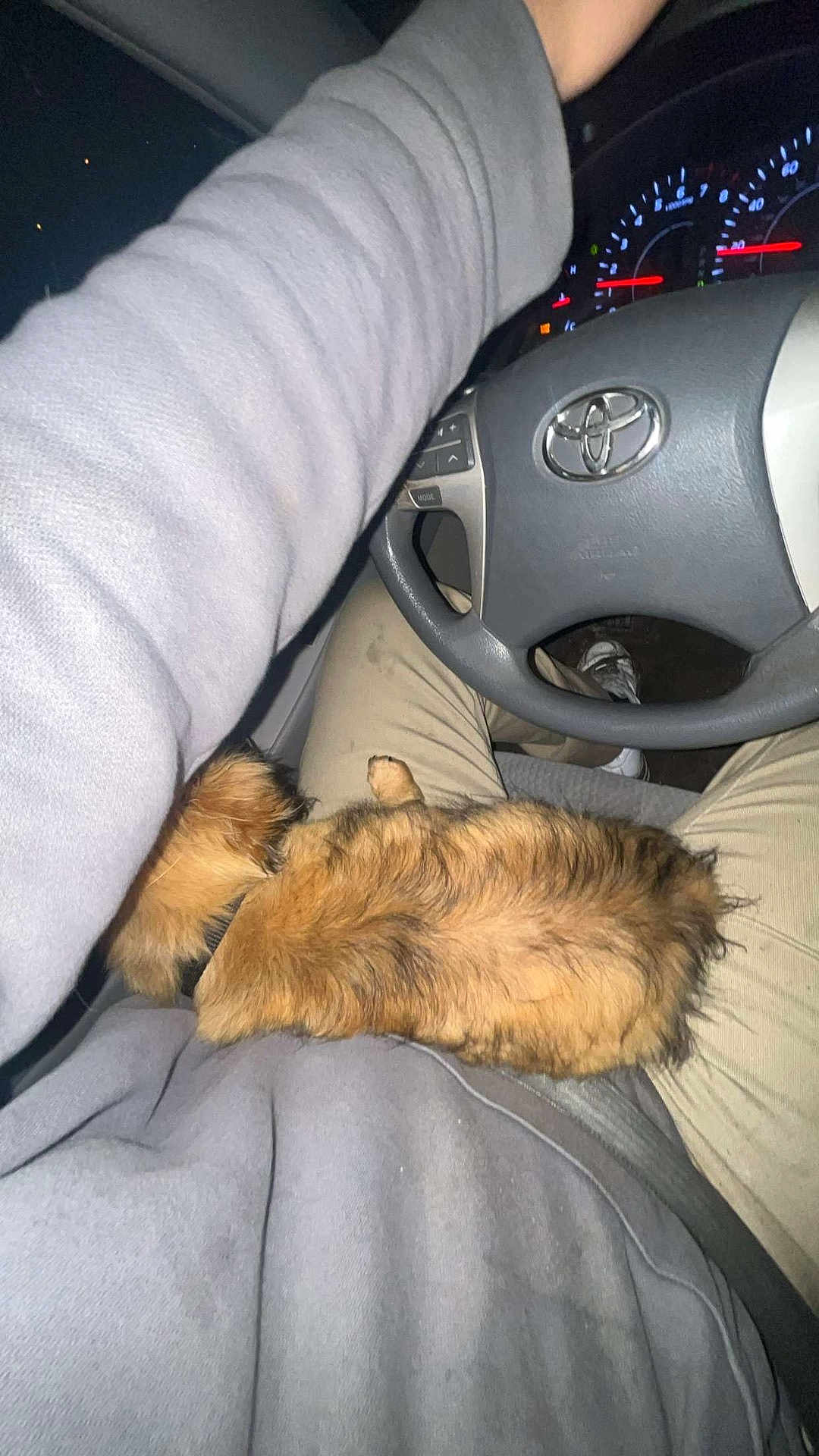 Canelo