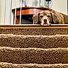 Mason joined the competition — help win amazing prizes! dog, sleeping, carpet, stairs, indoor, wooden_table, candle_holder, decor, pet, resting, brown, furniture, home, cozy, animal, close_up, quiet, relaxation, comfort, calm