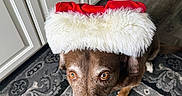 Mason joined the competition — help win amazing prizes! dog, brown_dog, santa_hat, holiday, christmas, pet, animal, indoors, kitchen, floor, rug, patterned_rug, looking_up, cute, fur, ears, eyes, nostrils, snout, paws