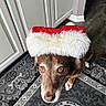 dog, brown_dog, santa_hat, holiday, christmas, pet, animal, indoors, kitchen, floor, rug, patterned_rug, looking_up, cute, fur, ears, eyes, nostrils, snout, paws