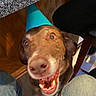 dog, brown_dog, party_hat, indoor, floor, kitchen_counter, table, chair, legs, jeans, smiling, pet, animal, canine, happy, looking_up, close_up, celebration, mouth_open, tongue