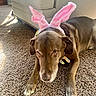 Mason joined the competition — help win amazing prizes! dog, brown_dog, bunny_ears, costume, carpet, indoor, living_room, couch, pet, animal, ears, cute, fur, laying_down, floor, domestic_animal, expression, adorable, soft_lighting, cozy