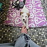 puppy, dog, white_dog, brown_ears, pet, animal, blanket, pink_blanket, toy, plush_toy, indoor, floor, tile_floor, human_hand, cuddling, looking_at_camera, small_dog, cute, portrait, home